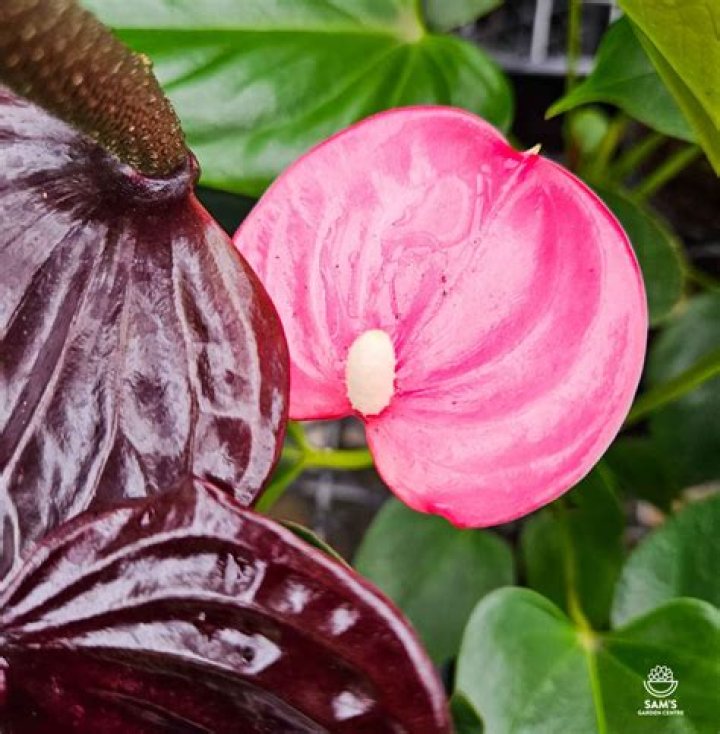 Discover Emma Anthurium & Latin Actress: A Guide!