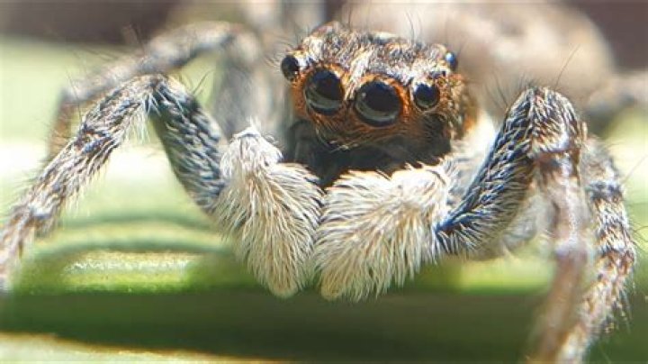 Jumping Spider Intelligence: Tiny Brains, Big Smarts!